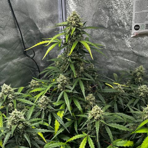 PH #4 growlog timeline photo
