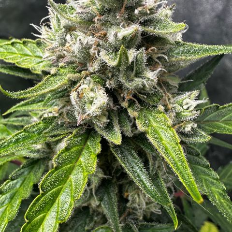 PH #4 growlog timeline photo