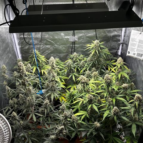 PH #3 growlog timeline photo