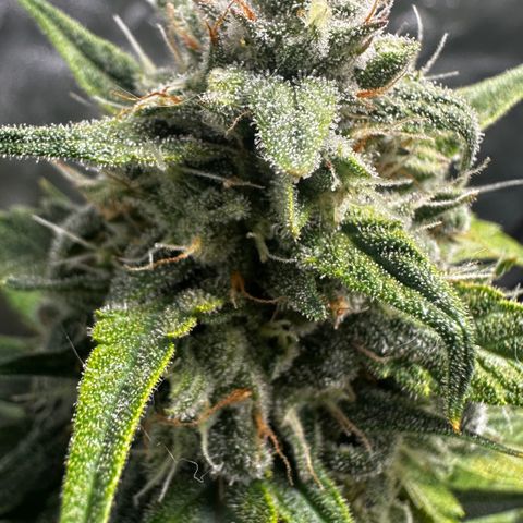 PH #3 growlog timeline photo