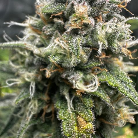 PH #2 growlog timeline photo