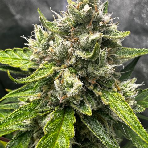 PH #4 growlog timeline photo