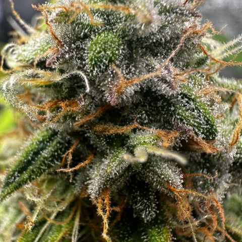 PH #1 growlog timeline photo