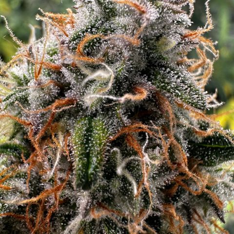 PH #1 growlog timeline photo