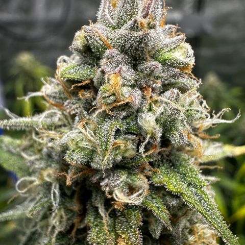 PH #2 growlog timeline photo