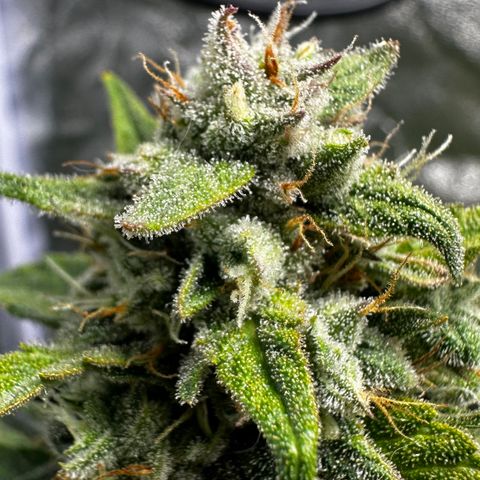PH #3 growlog timeline photo