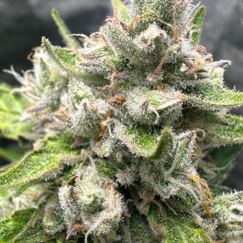 PH #4 growlog timeline photo