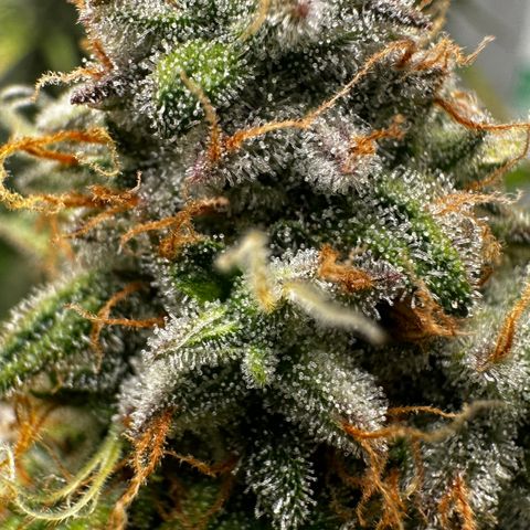 PH #1 growlog timeline photo