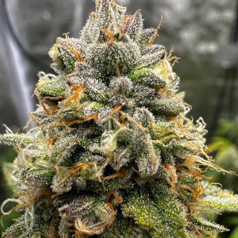 PH #2 growlog timeline photo