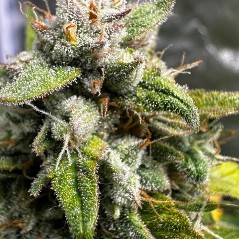 PH #3 growlog timeline photo