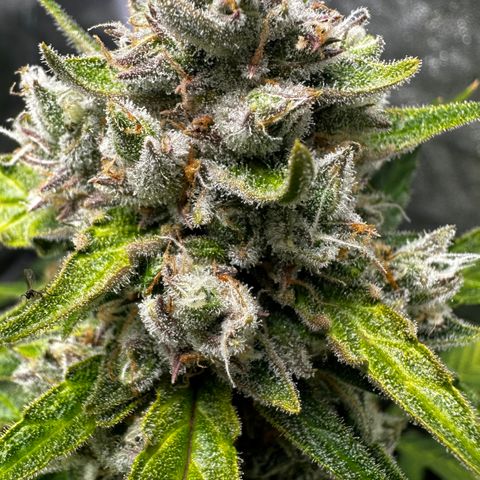 PH #4 growlog timeline photo