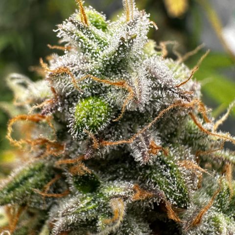 PH #1 growlog timeline photo