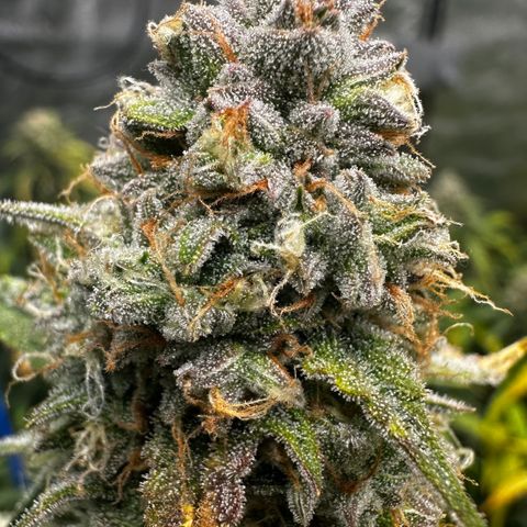 PH #2 growlog timeline photo