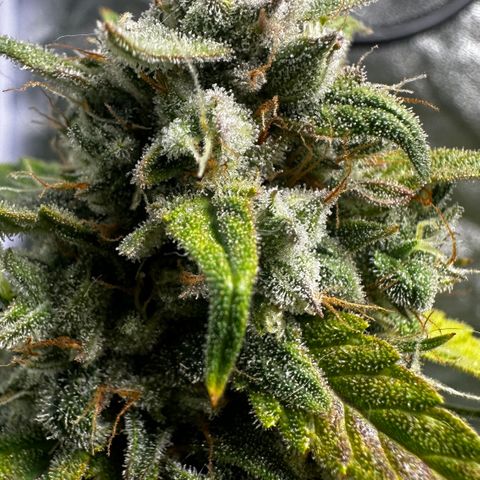 PH #3 growlog timeline photo