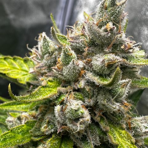 PH #4 growlog timeline photo