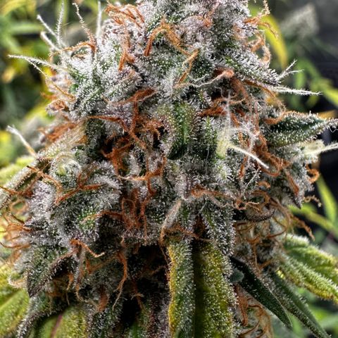 PH #1 growlog timeline photo