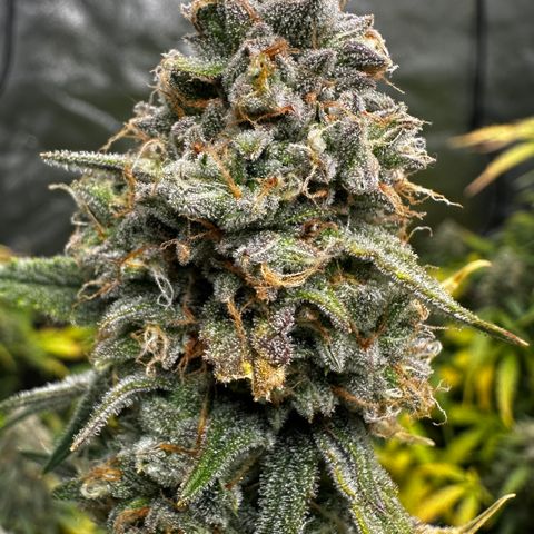 PH #2 growlog timeline photo