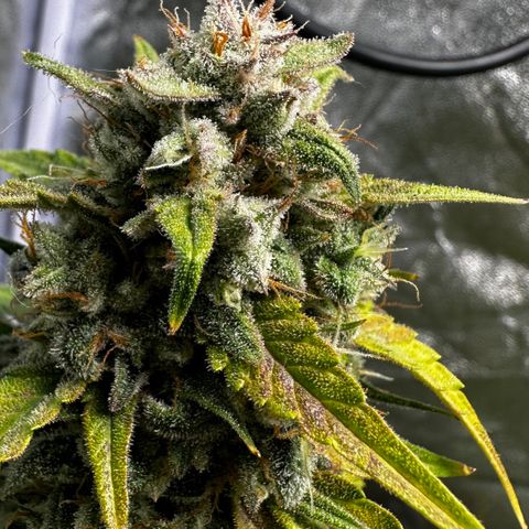 PH #3 growlog timeline photo