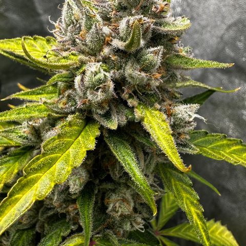 PH #4 growlog timeline photo