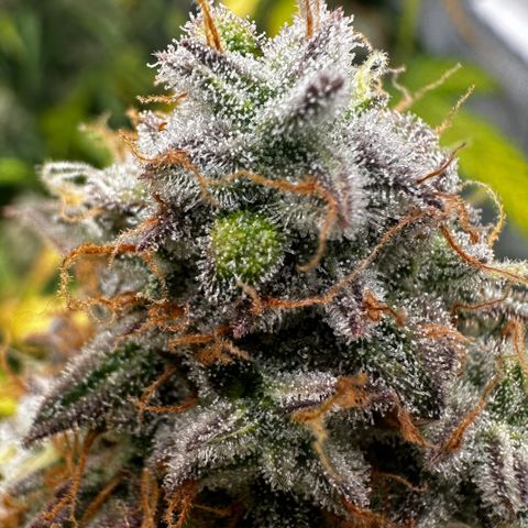 PH #1 growlog timeline photo