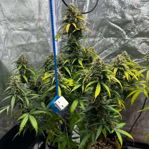 PH #3 growlog timeline photo
