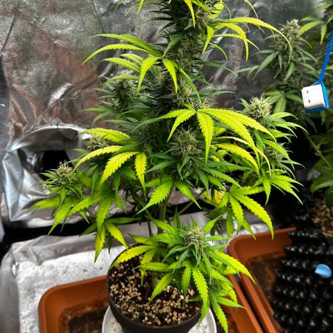 PH #3 growlog timeline photo