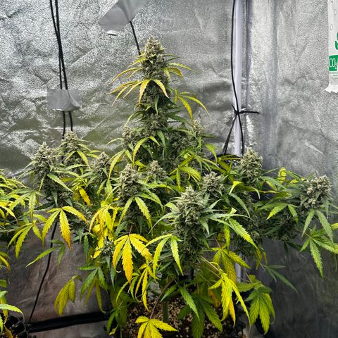 PH #4 growlog timeline photo