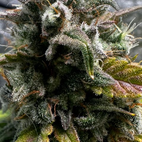 PH #3 growlog timeline photo