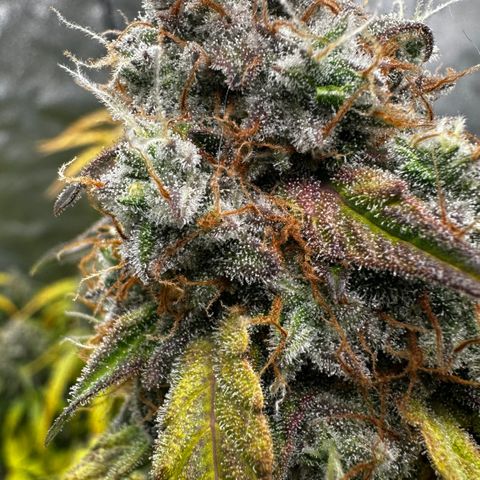 PH #1 growlog timeline photo