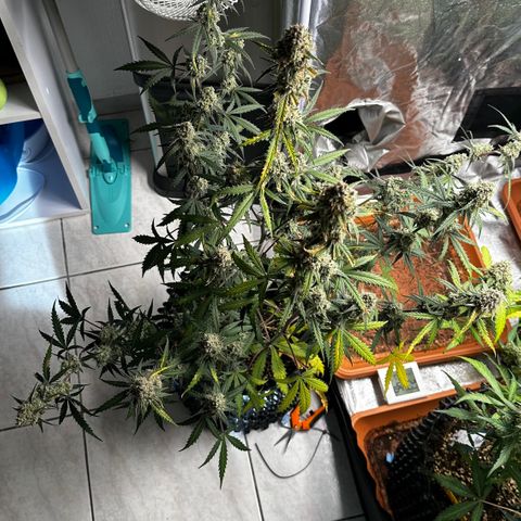 PH #2 growlog photo: Ernte