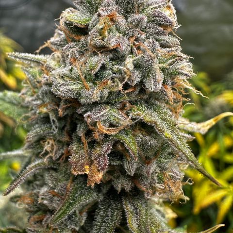 PH #2 growlog timeline photo