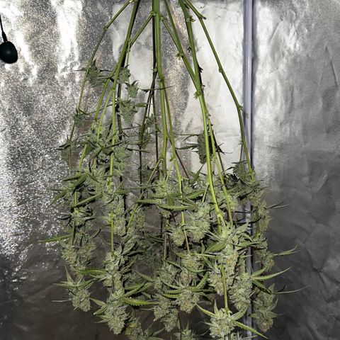 PH #2 growlog photo: Ernte