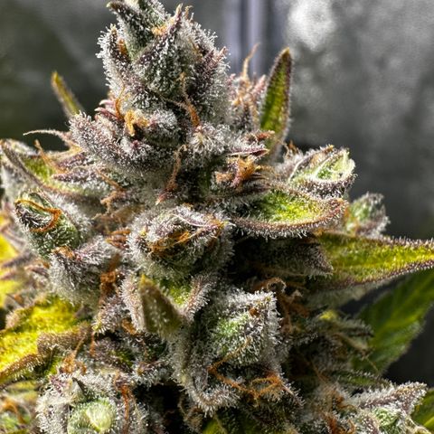 PH #4 growlog timeline photo