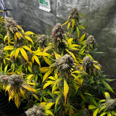 PH #1 growlog timeline photo