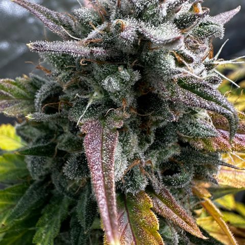 PH #3 growlog timeline photo