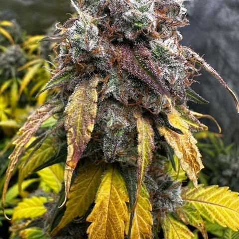 PH #1 growlog timeline photo