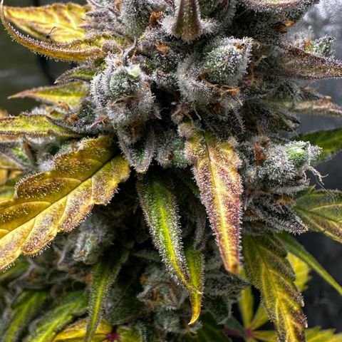 PH #4 growlog timeline photo