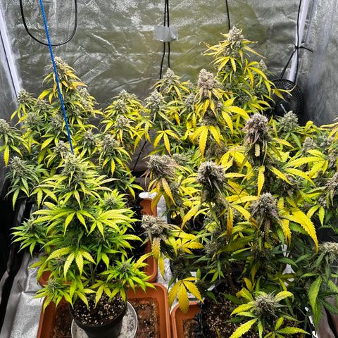 PH #3 growlog timeline photo