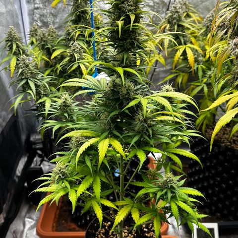 PH #3 growlog timeline photo