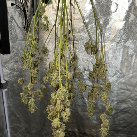 PH #2 growlog timeline photo