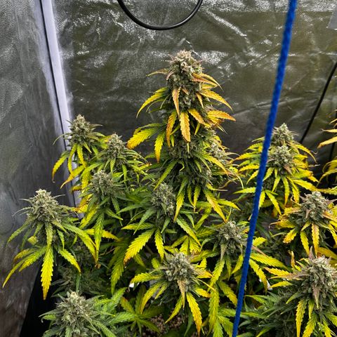 PH #3 growlog timeline photo