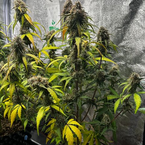 PH #1 growlog timeline photo