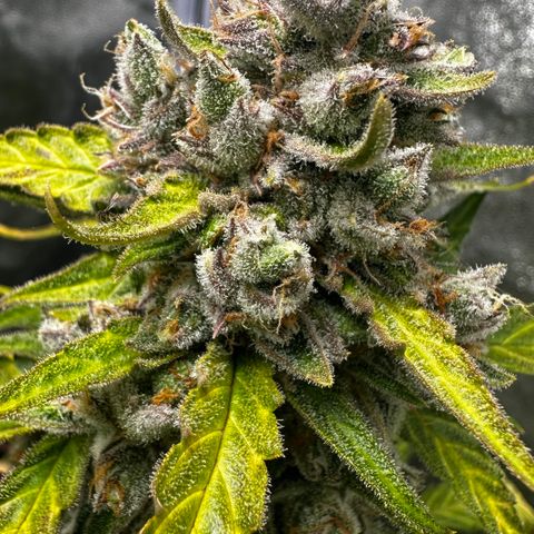 PH #4 growlog timeline photo