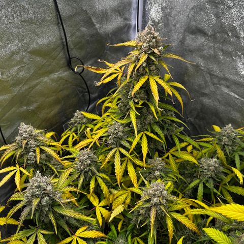PH #4 growlog timeline photo