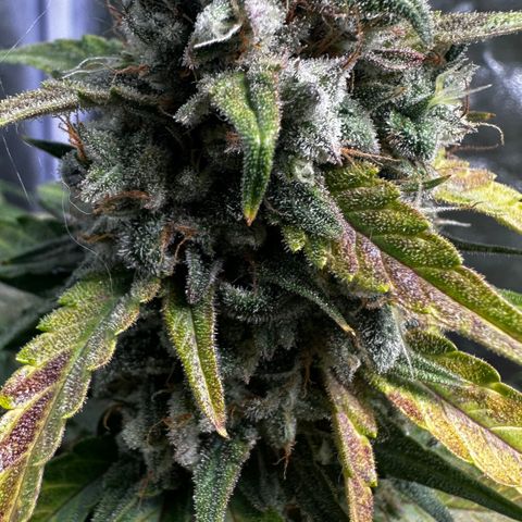 PH #3 growlog timeline photo