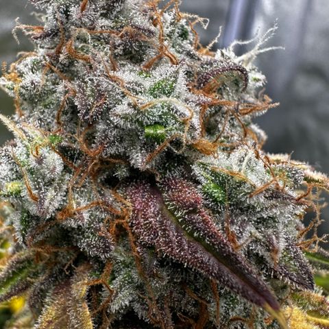 PH #1 growlog timeline photo