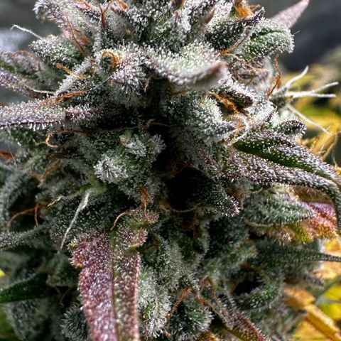 PH #3 growlog timeline photo