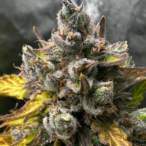 PH #4 growlog timeline photo