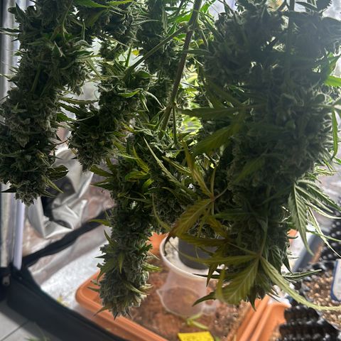 PH #4 growlog timeline photo