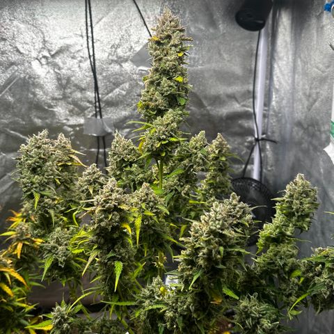 PH #4 growlog timeline photo